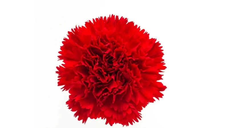 Red Carnation (Clavel Rojo) - National Flower of Spain: