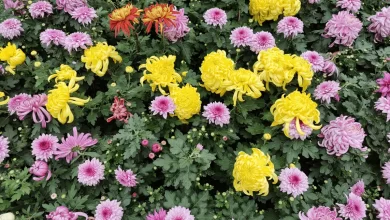 Photo of National Flower Day in Spain: A Fiesta of Floral Splendor