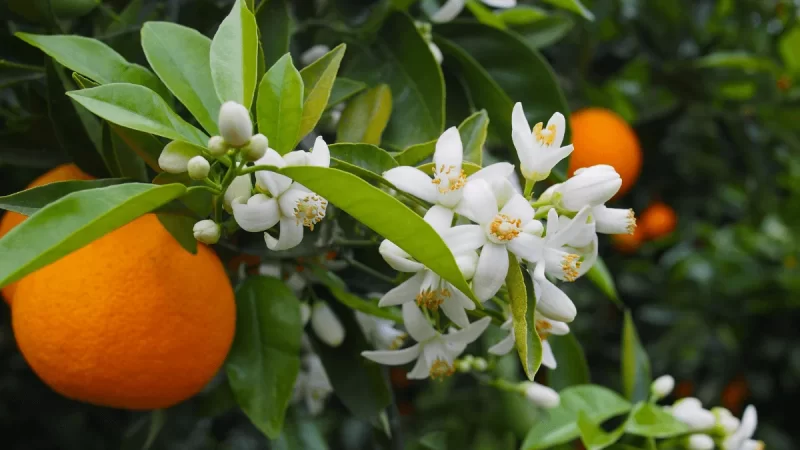 Orange Blossom