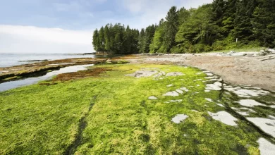 Photo of Botanical Beach: Where Nature’s Masterpiece Unfolds
