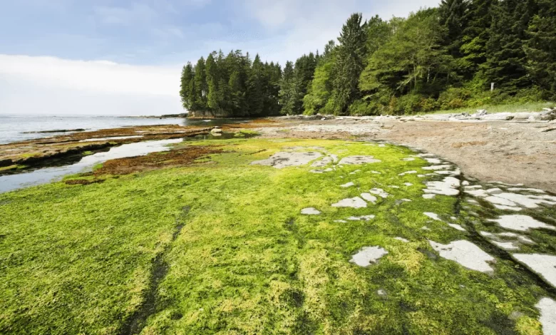Botanical Beach