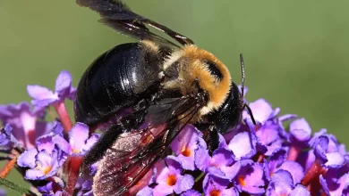 Photo of Do Carpenter Bees Sting? Find Truth About These Amazing Insects