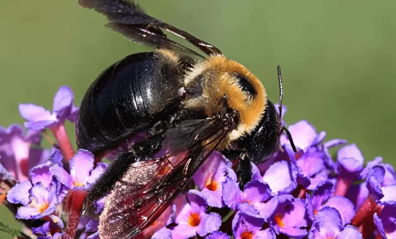 Carpenter Bees
