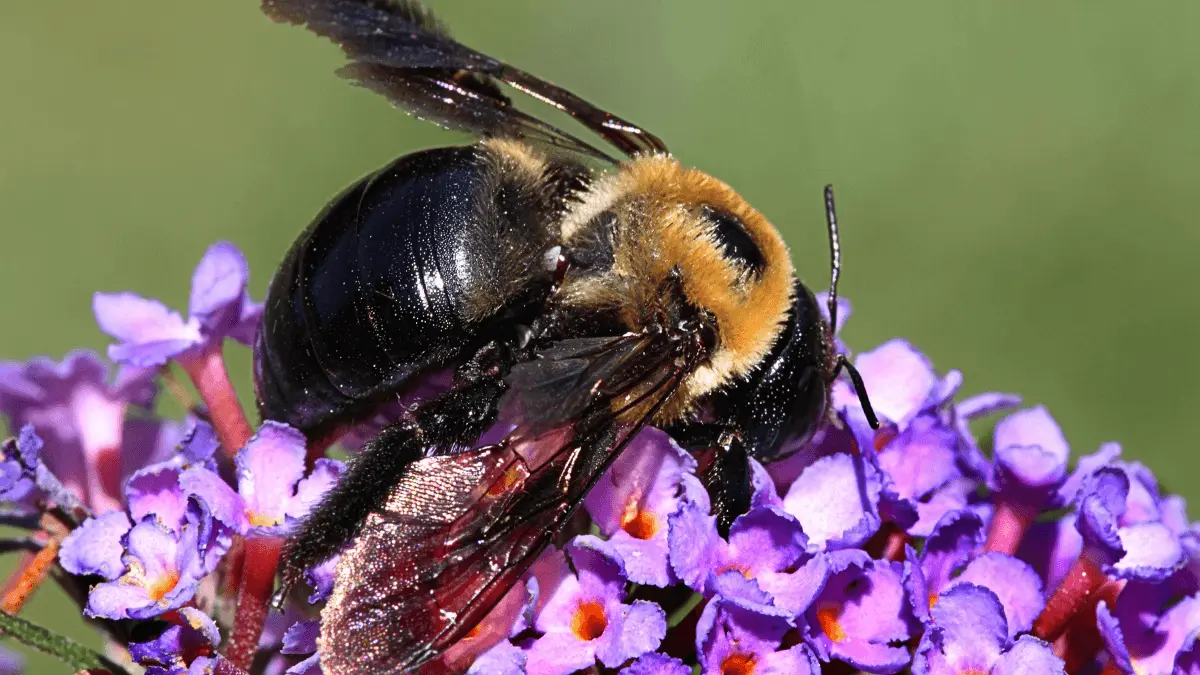 Carpenter Bees