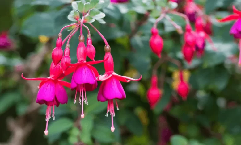 Fuchsias