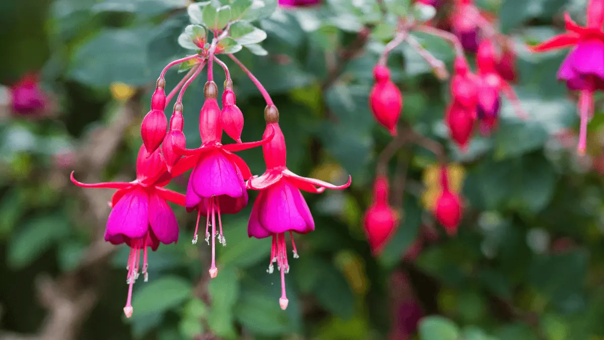 Fuchsias