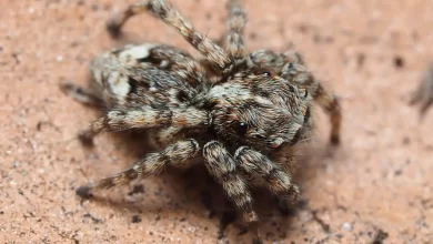 Photo of Atticus Spider: A Fascinating Arachnid with Unique Adaptations