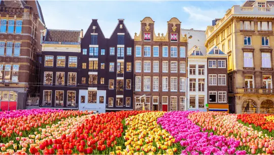 Tulips Amsterdam