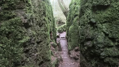 Photo of Puzzlewood: Exploring the Magical Forest Adventure