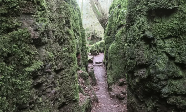 Puzzlewood
