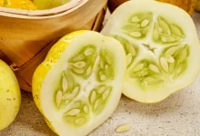 Photo of Lemon Cucumber: Refreshing Delight for Your Palate and Garden
