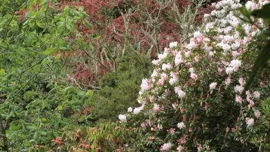 Photo of Trebah Gardens: Cornwall’s Colorful Paradise
