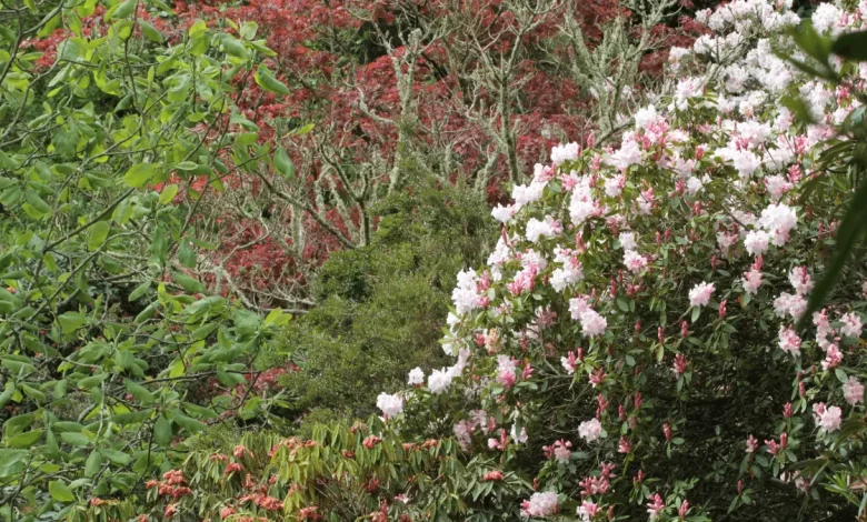 trebah gardens