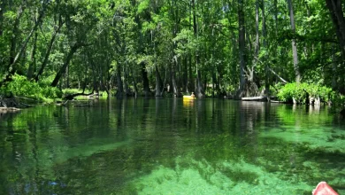 Photo of Exploring the Enchantment of Ichetucknee Springs