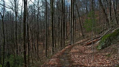 Photo of Exploring the Facts Surrounding Trails Carolina Death