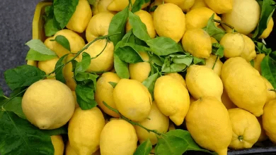 Photo of Amalfi Lemons: Discovering Italy’s Unique Citrus Treasure