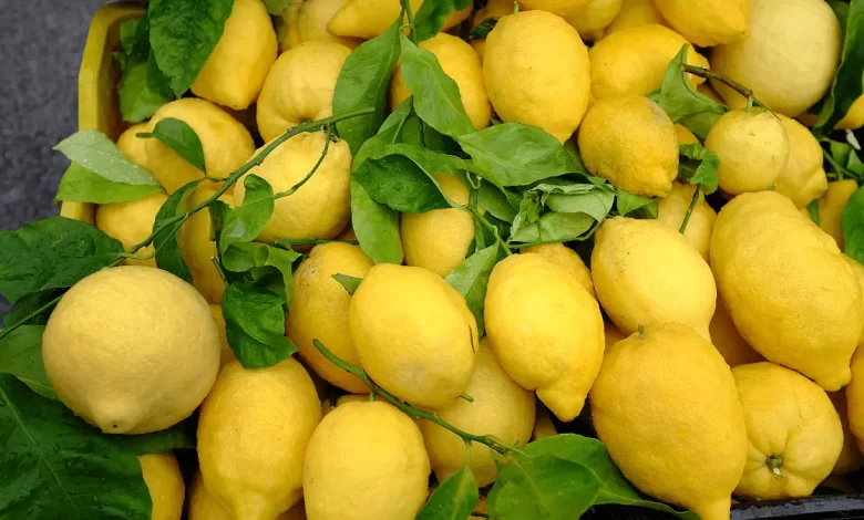Amalfi Lemons
