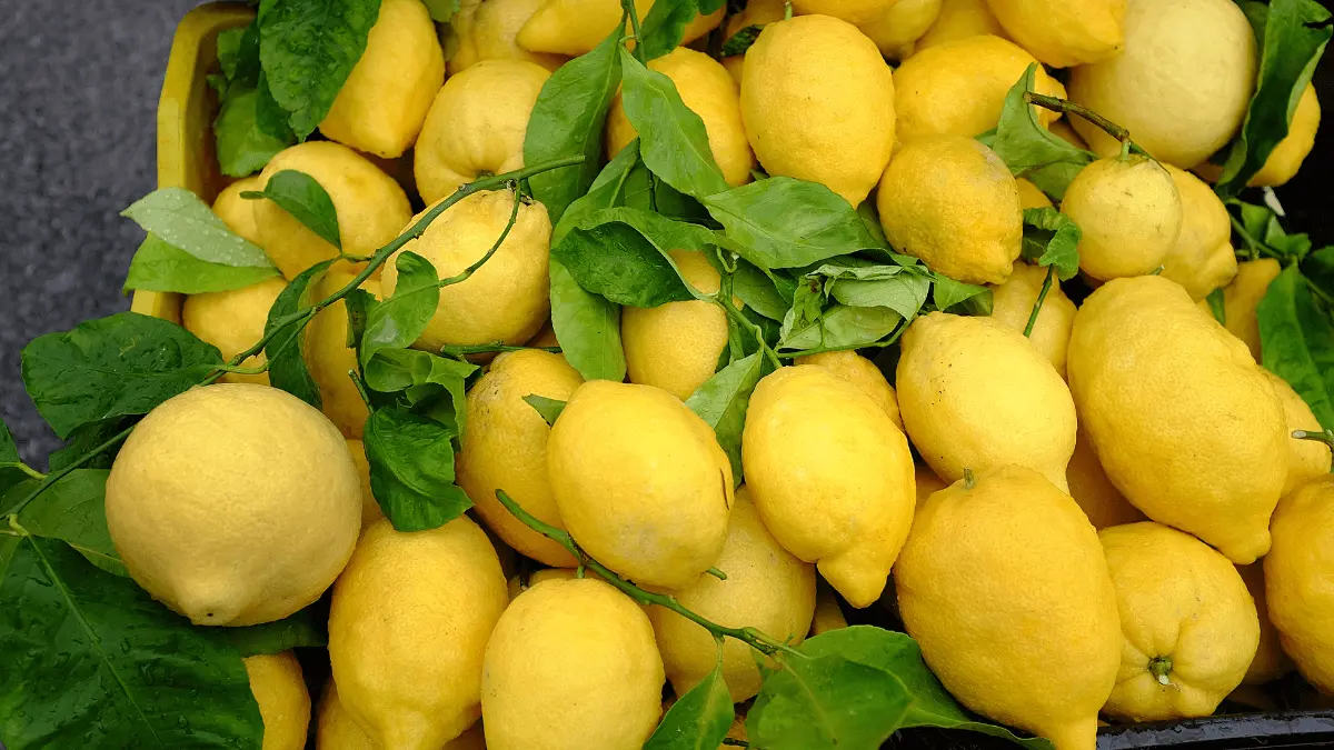 Amalfi Lemons