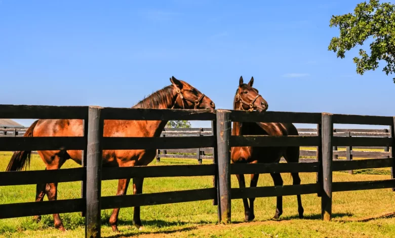 Johnny Depp's Kentucky Horse Farm